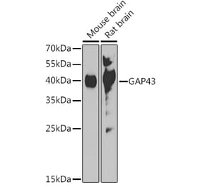 Western Blot - Anti-GAP43 Antibody (A92605) - Antibodies.com