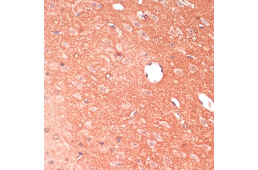 Immunohistochemistry - Anti-GAP43 Antibody (A92605) - Antibodies.com