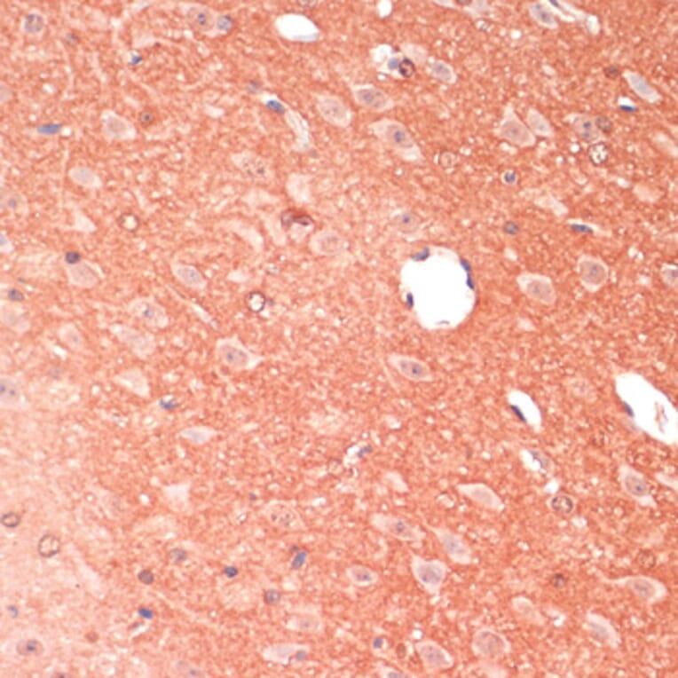 Immunohistochemistry - Anti-GAP43 Antibody (A92605) - Antibodies.com