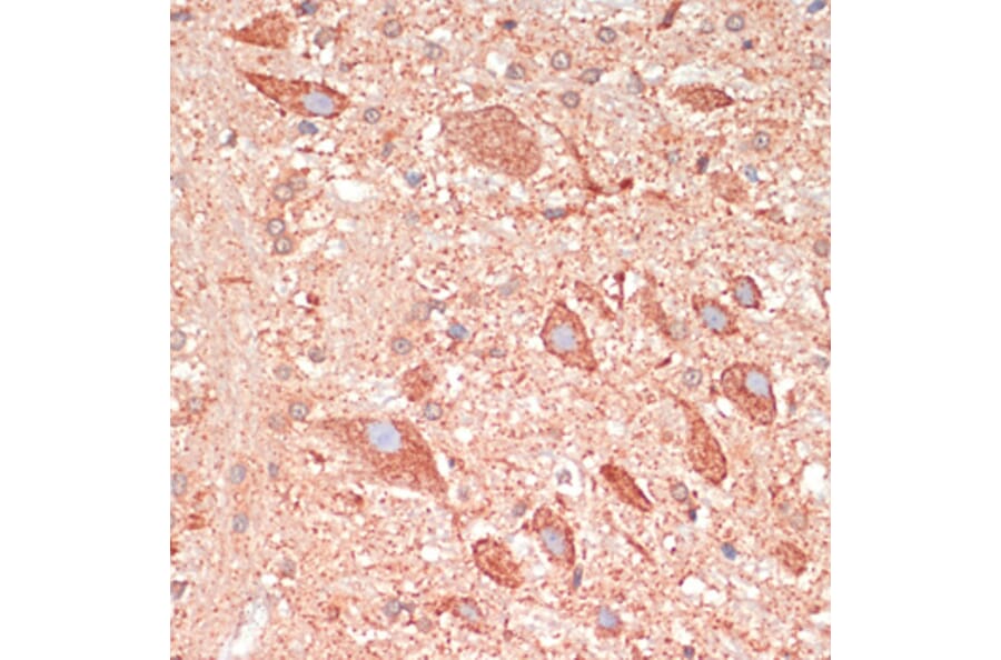 Immunohistochemistry - Anti-GAP43 Antibody (A92605) - Antibodies.com