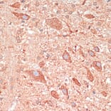 Immunohistochemistry - Anti-GAP43 Antibody (A92605) - Antibodies.com