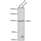 Western Blot - Anti-Glutamate receptor 3/GluA3 Antibody (A92610) - Antibodies.com
