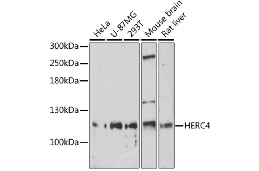 Western Blot - Anti-HERC4 Antibody (A17372) - Antibodies.com
