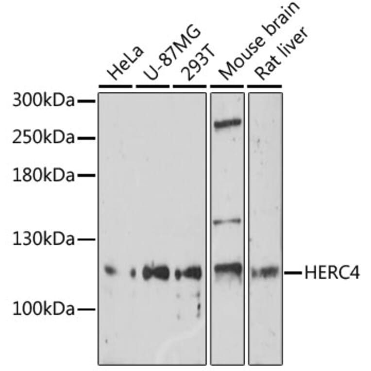 Western Blot - Anti-HERC4 Antibody (A17372) - Antibodies.com