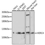 Western Blot - Anti-HERC4 Antibody (A17372) - Antibodies.com
