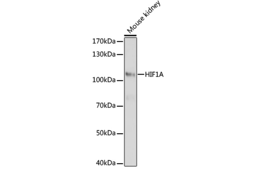 Western Blot - Anti-HIF1A Antibody (A16873) - Antibodies.com