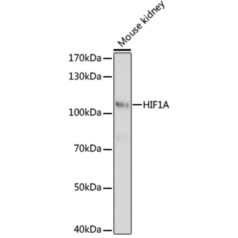 Western Blot - Anti-HIF1A Antibody (A16873) - Antibodies.com