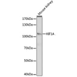 Western Blot - Anti-HIF1A Antibody (A16873) - Antibodies.com