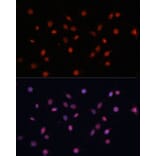 Immunofluorescence - Anti-HIF1A Antibody (A16873) - Antibodies.com