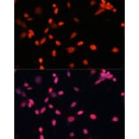 Immunofluorescence - Anti-HIF1A Antibody (A16873) - Antibodies.com