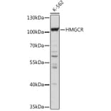 Western Blot - Anti-HMGCR Antibody (A92614) - Antibodies.com