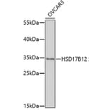 Western Blot - Anti-KAR Antibody (A92615) - Antibodies.com