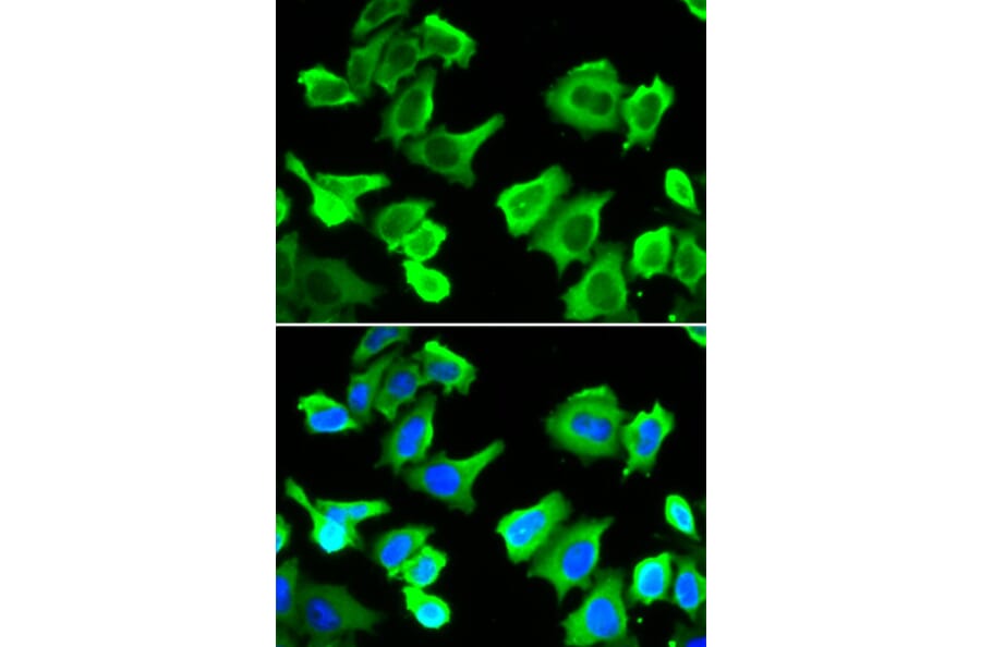Immunofluorescence - Anti-Hsp27 Antibody (A92616) - Antibodies.com