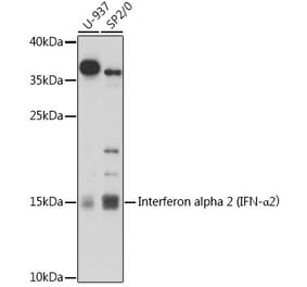 Western Blot - Anti-Interferon alpha 2 Antibody (A92617) - Antibodies.com