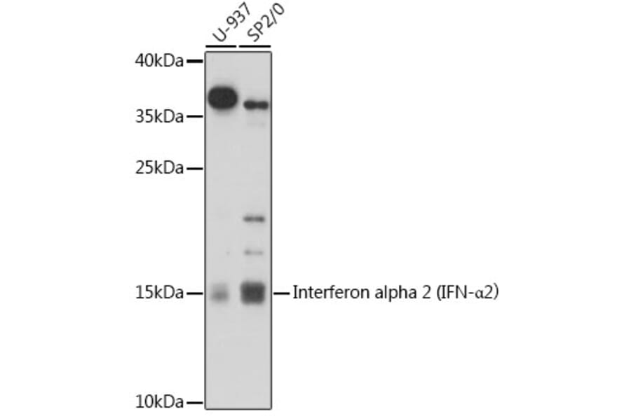 Western Blot - Anti-Interferon alpha 2 Antibody (A92617) - Antibodies.com