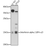 Western Blot - Anti-Interferon alpha 2 Antibody (A92617) - Antibodies.com