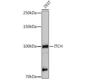 Western Blot - Anti-ITCH/AIP4 Antibody (A92619) - Antibodies.com