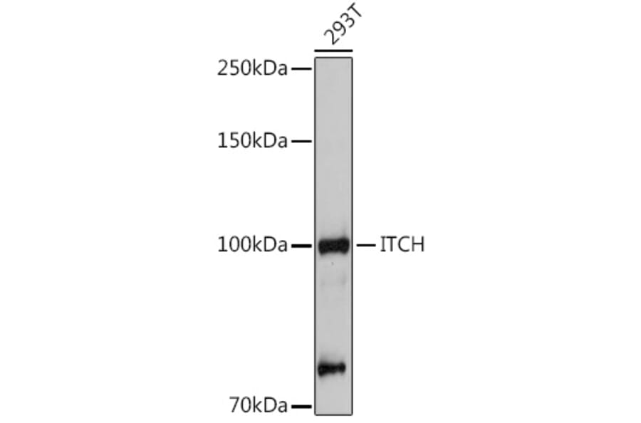Western Blot - Anti-ITCH/AIP4 Antibody (A92619) - Antibodies.com