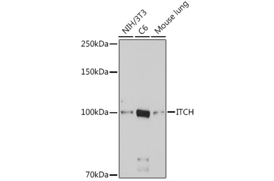 Western Blot - Anti-ITCH/AIP4 Antibody (A92619) - Antibodies.com