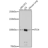 Western Blot - Anti-ITCH/AIP4 Antibody (A92619) - Antibodies.com