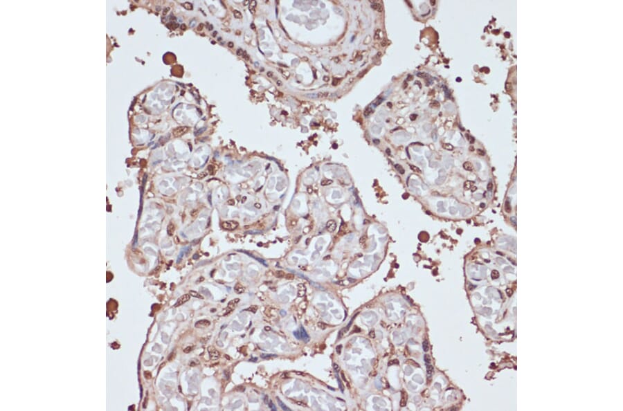 Immunohistochemistry - Anti-ITCH/AIP4 Antibody (A92619) - Antibodies.com
