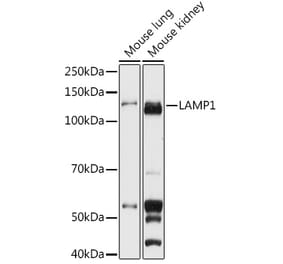 Western Blot - Anti-LAMP1 Antibody (A92624) - Antibodies.com