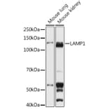 Western Blot - Anti-LAMP1 Antibody (A92624) - Antibodies.com