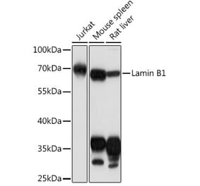 Western Blot - Anti-Lamin B1 Antibody (A92627) - Antibodies.com