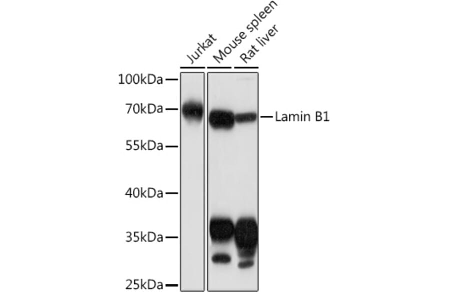 Western Blot - Anti-Lamin B1 Antibody (A92627) - Antibodies.com