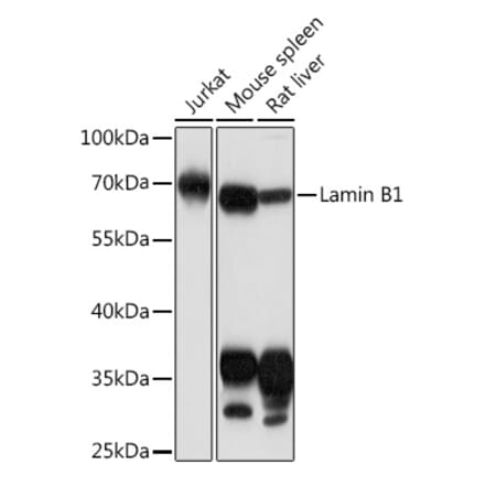 Western Blot - Anti-Lamin B1 Antibody (A92627) - Antibodies.com