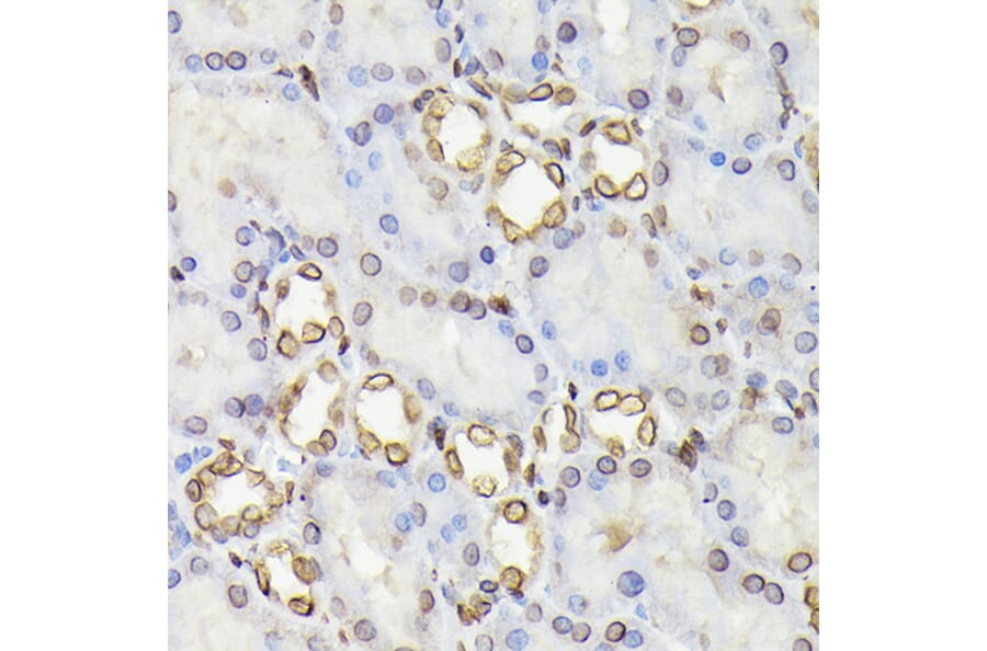 Immunohistochemistry - Anti-Lamin B1 Antibody (A92627) - Antibodies.com