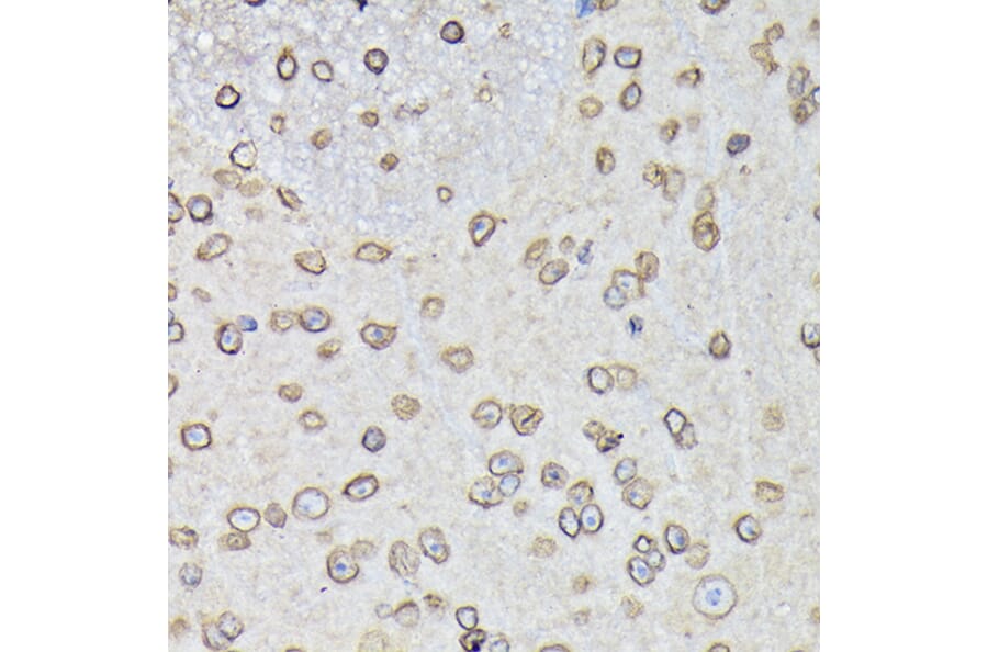 Immunohistochemistry - Anti-Lamin B1 Antibody (A92627) - Antibodies.com