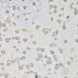 Immunohistochemistry - Anti-Lamin B1 Antibody (A92627) - Antibodies.com
