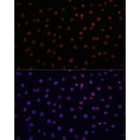 Immunofluorescence - Anti-Lamin B1 Antibody (A92627) - Antibodies.com