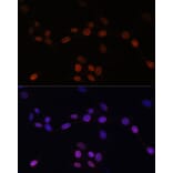 Immunofluorescence - Anti-Lamin B1 Antibody (A92627) - Antibodies.com