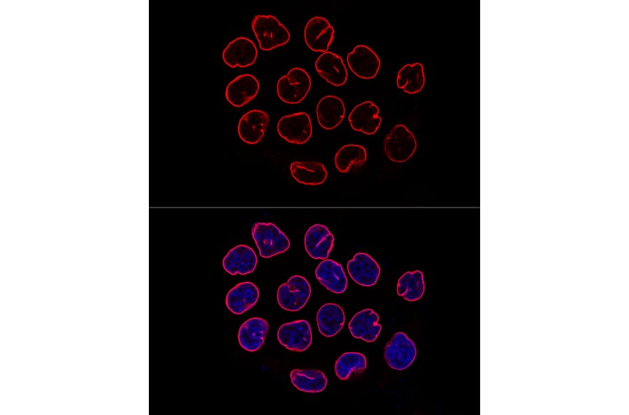 Immunofluorescence - Anti-Lamin B1 Antibody (A92627) - Antibodies.com