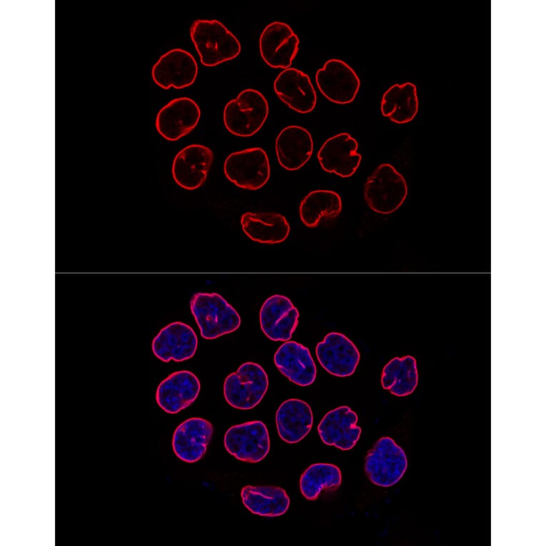 Immunofluorescence - Anti-Lamin B1 Antibody (A92627) - Antibodies.com