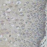Immunohistochemistry - Anti-ASK1 Antibody (A3271) - Antibodies.com