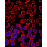 Immunofluorescence - Anti-ERK1 + ERK2 Antibody (A92634) - Antibodies.com