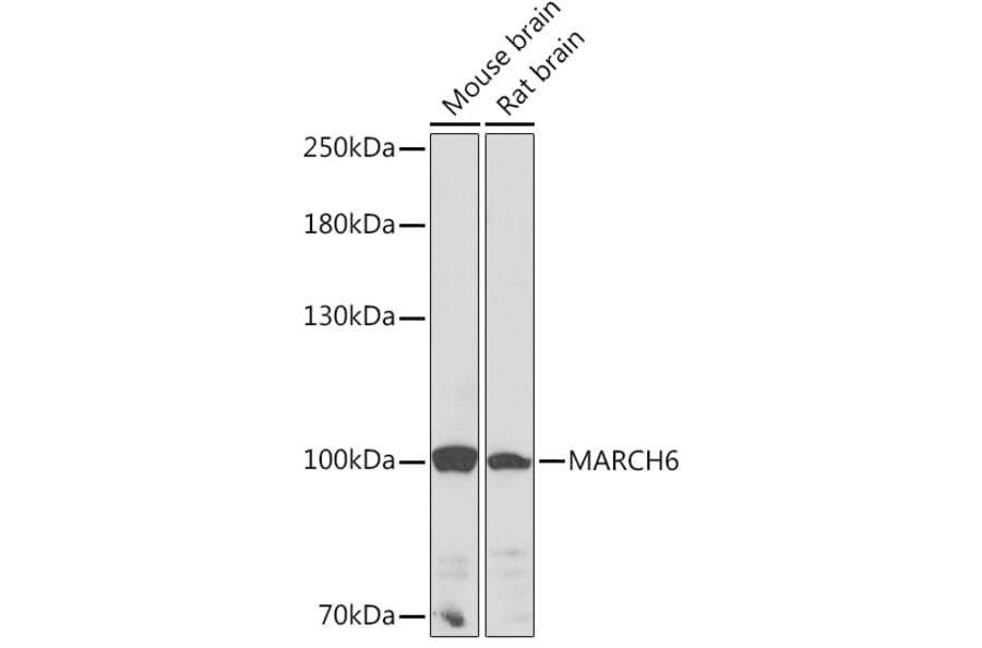 Western Blot - Anti-MARCHF6 Antibody (A92636) - Antibodies.com