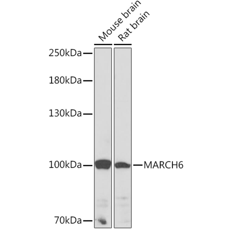 Western Blot - Anti-MARCHF6 Antibody (A92636) - Antibodies.com