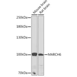 Western Blot - Anti-MARCHF6 Antibody (A92636) - Antibodies.com