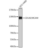 Western Blot - Anti-CD146 Antibody (A92639) - Antibodies.com