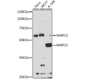 Western Blot - Anti-MMP13 Antibody (A92641) - Antibodies.com