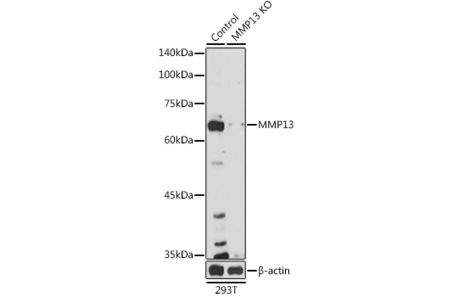 Western Blot - Anti-MMP13 Antibody (A92641) - Antibodies.com