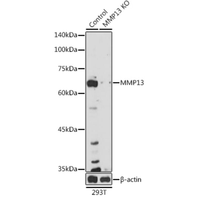 Western Blot - Anti-MMP13 Antibody (A92641) - Antibodies.com