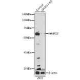 Western Blot - Anti-MMP13 Antibody (A92641) - Antibodies.com