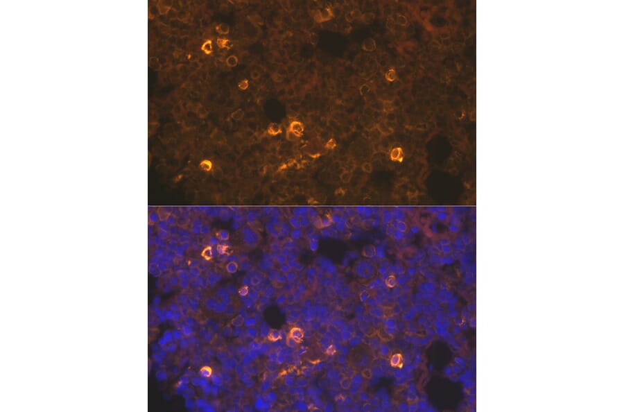 Immunofluorescence - Anti-TPOR/MPL Antibody (A92642) - Antibodies.com