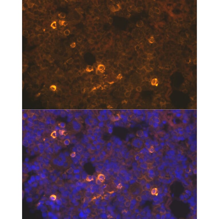 Immunofluorescence - Anti-TPOR/MPL Antibody (A92642) - Antibodies.com