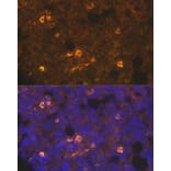 Immunofluorescence - Anti-TPOR/MPL Antibody (A92642) - Antibodies.com